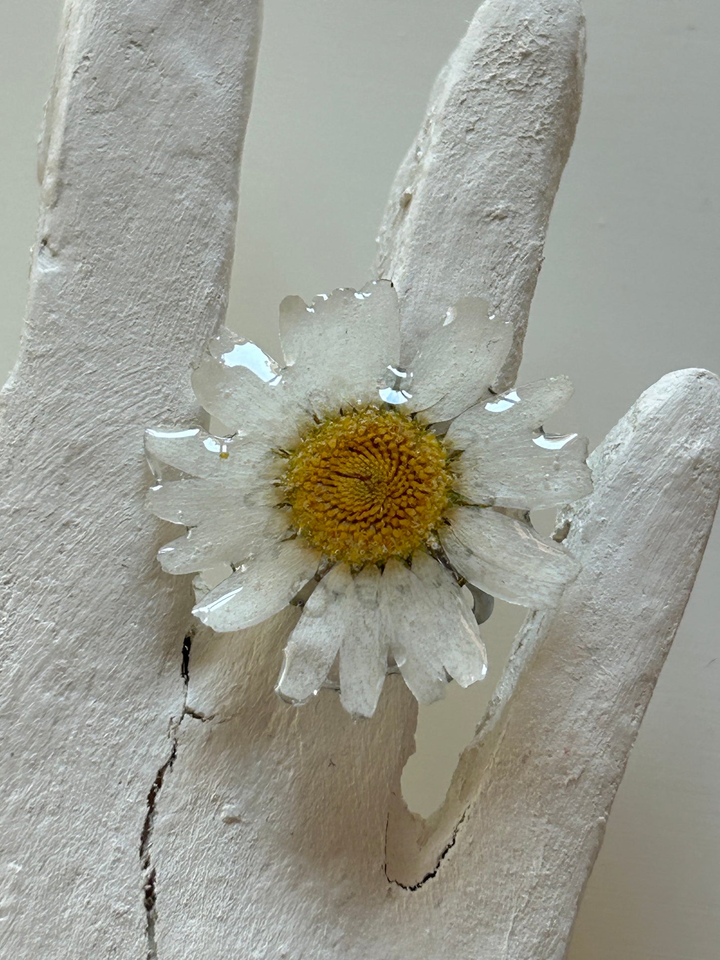 bellis ring