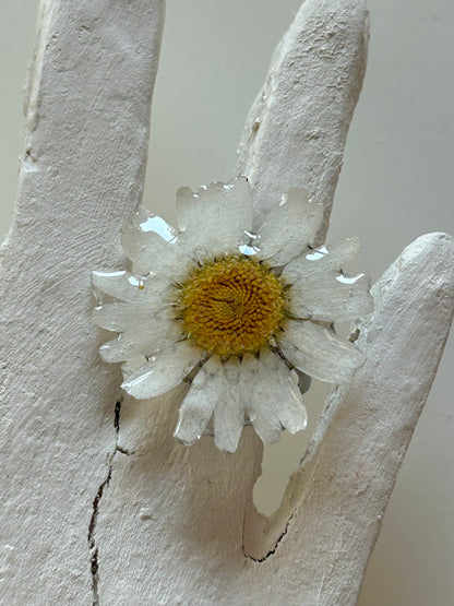 bellis ring