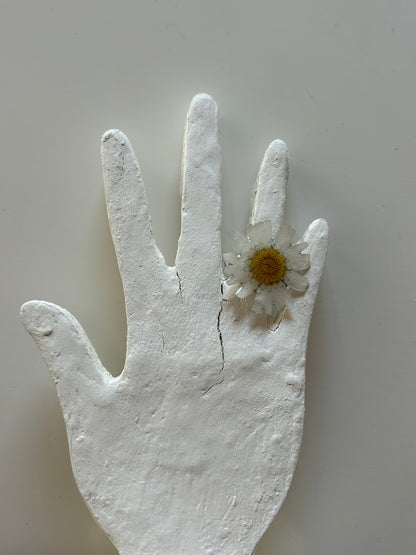bellis ring