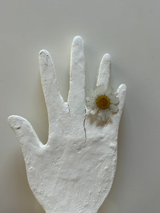 bellis ring