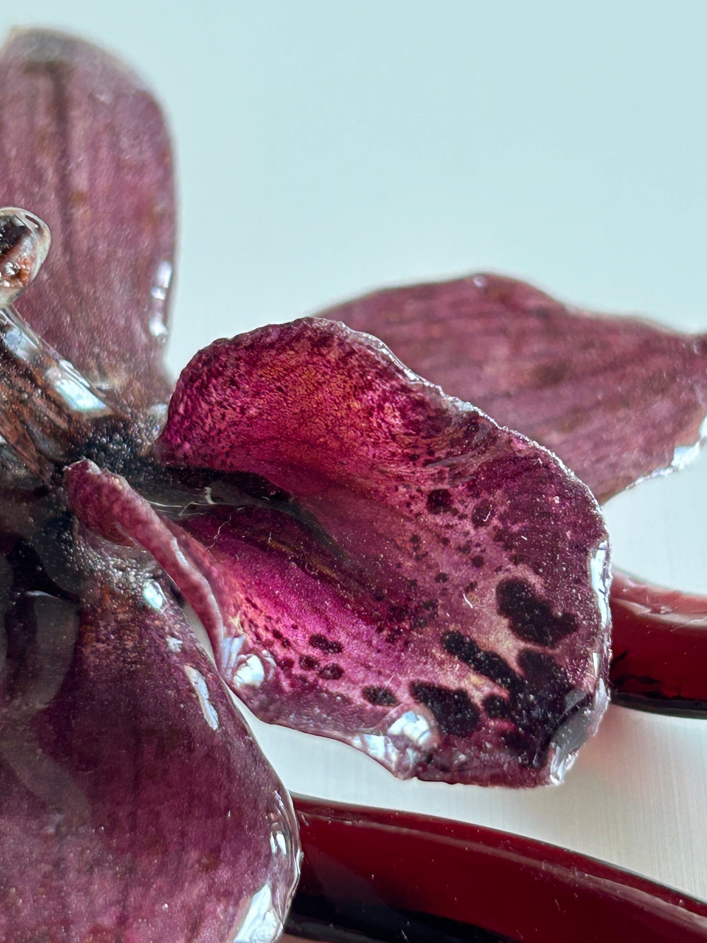 cym orchid french pin