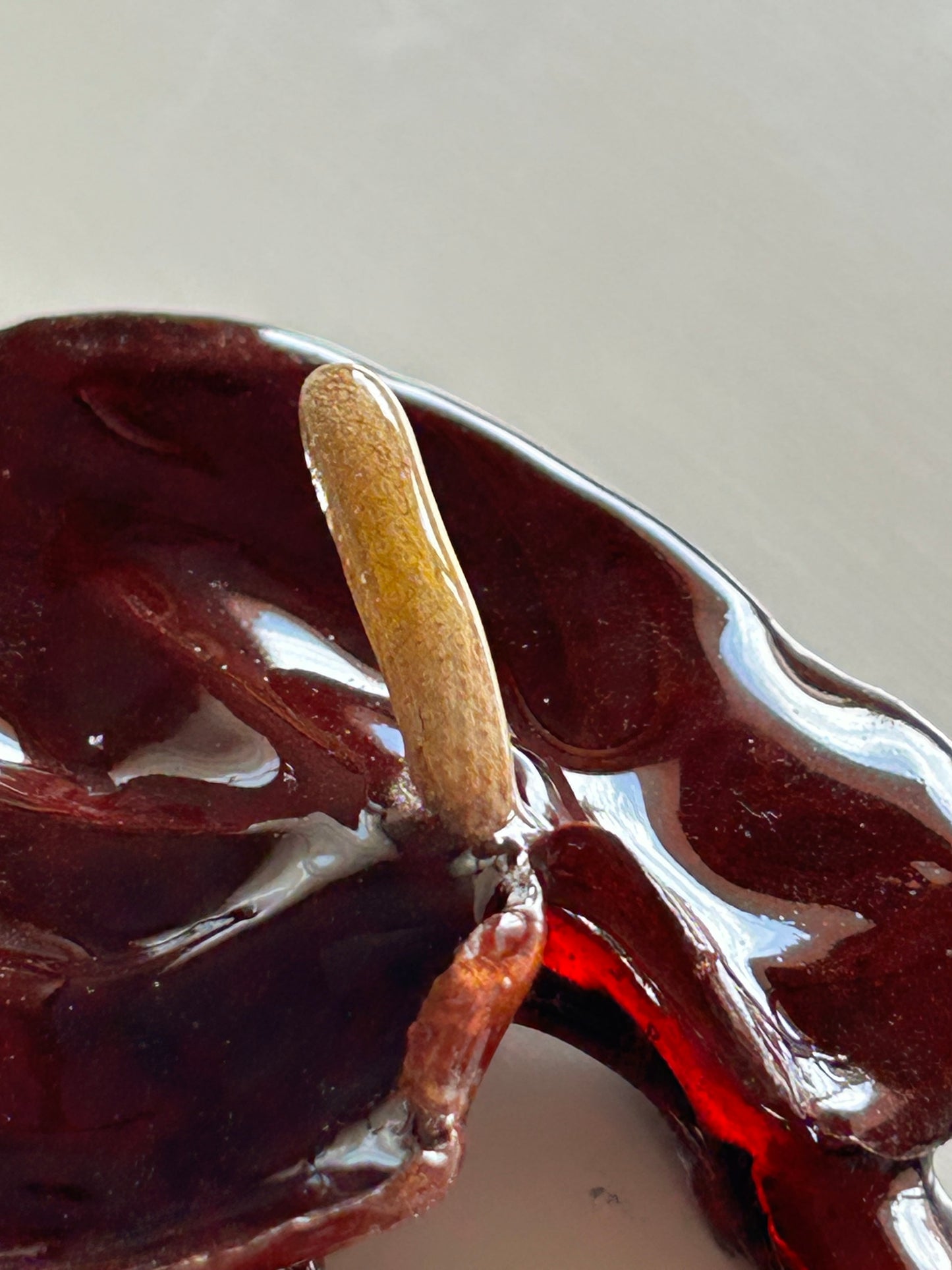 anthurium french pin